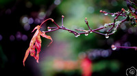 Weeping The Red
