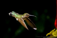 Humming Birds