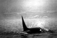 Whales Watch