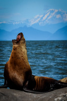 Seals Watch