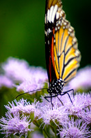 Butterfly Lovers