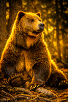 Bear With Me