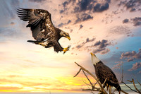 Fly Eagles Fly