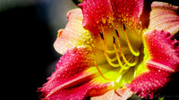Summer Garden