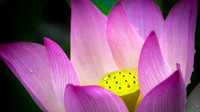 Lotus Poem