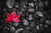 Falling Leaves